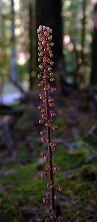 Woodland pinedrops  Geotagged,Pinedrops,Pterospora andromedea,United States,Wildflowers