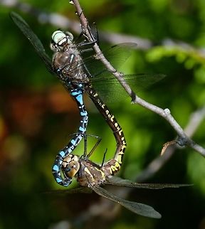 Canada Darner  Aeshna canadensis,Canada darner,Dragonfly,Geotagged,United States