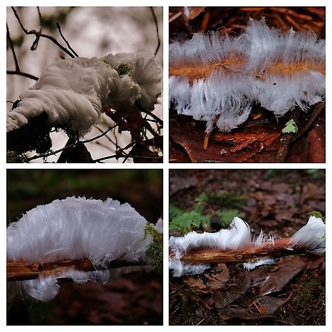 Hair Ice  Fall,Geotagged,United States,ice