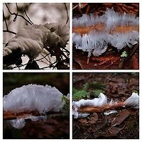 Hair Ice  Fall,Geotagged,United States,ice