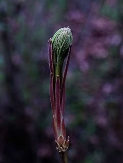 Big maple Maple leaf bud Geotagged,Spring,United States