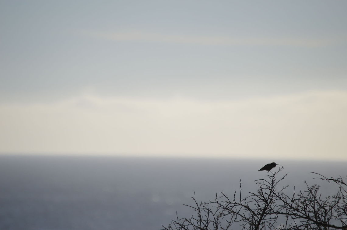 The Allen's Hummingbird A single Allen&#039;s Hummingbird perched on a branch at Point Lobos Natural Reserve, in Carmel, California. Allens hummingbird,Geotagged,Selasphorus sasin,United States,Winter