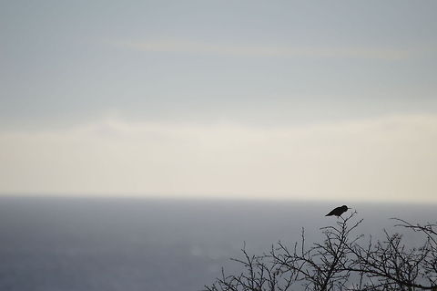 The Allen's Hummingbird A single Allen's Hummingbird perched on a branch at Point Lobos Natural Reserve, in Carmel, California. Allens hummingbird,Geotagged,Selasphorus sasin,United States,Winter