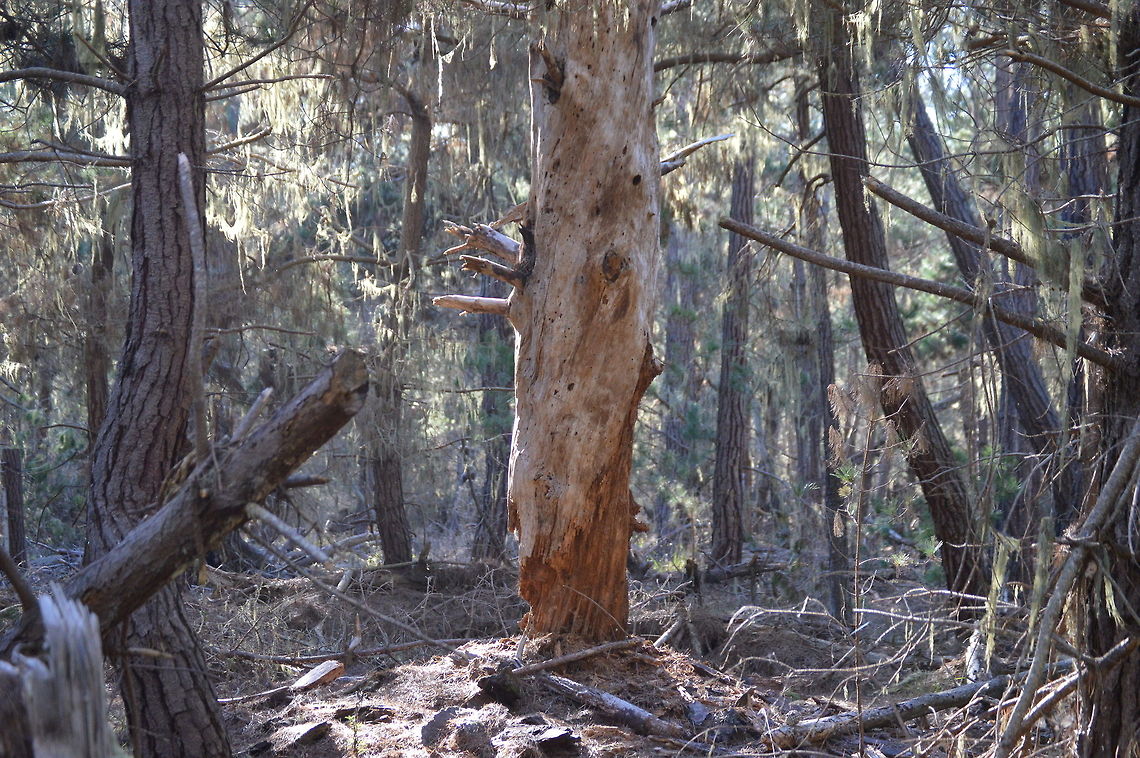 Hanging on a limb  Geotagged,United States,Winter
