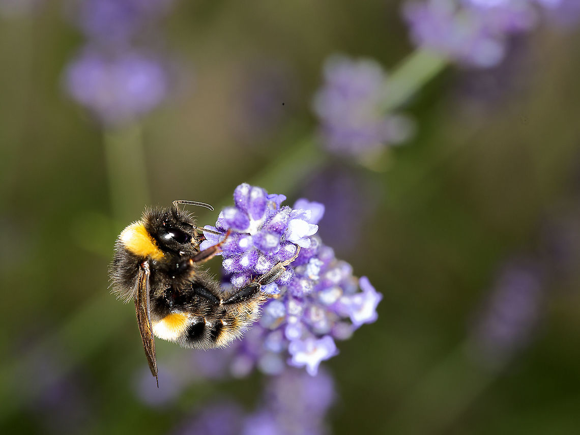 wtbumble1  Bombus lucorum,Geotagged,United Kingdom,White-tailed bumblebee