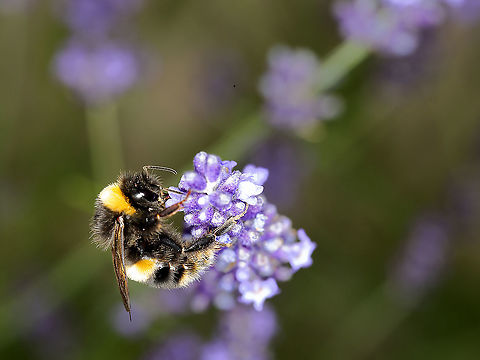 wtbumble1  Bombus lucorum,Geotagged,United Kingdom,White-tailed bumblebee