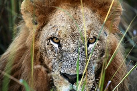 okavango delta lion Early morning in the delta, this male was one of 4 that had spent the night feeding on a hippo. Botswana,Geotagged,Lion,Panthera leo,Summer,lion,okavango delta