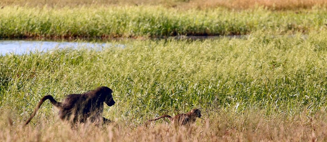 baboons on the move We caught a small troop of baboons moving from one piece of cover to another in the okavango delta - and they didn&#039;t hang about! Chacma baboon,Papio ursinus,baboons,botswana,marsh