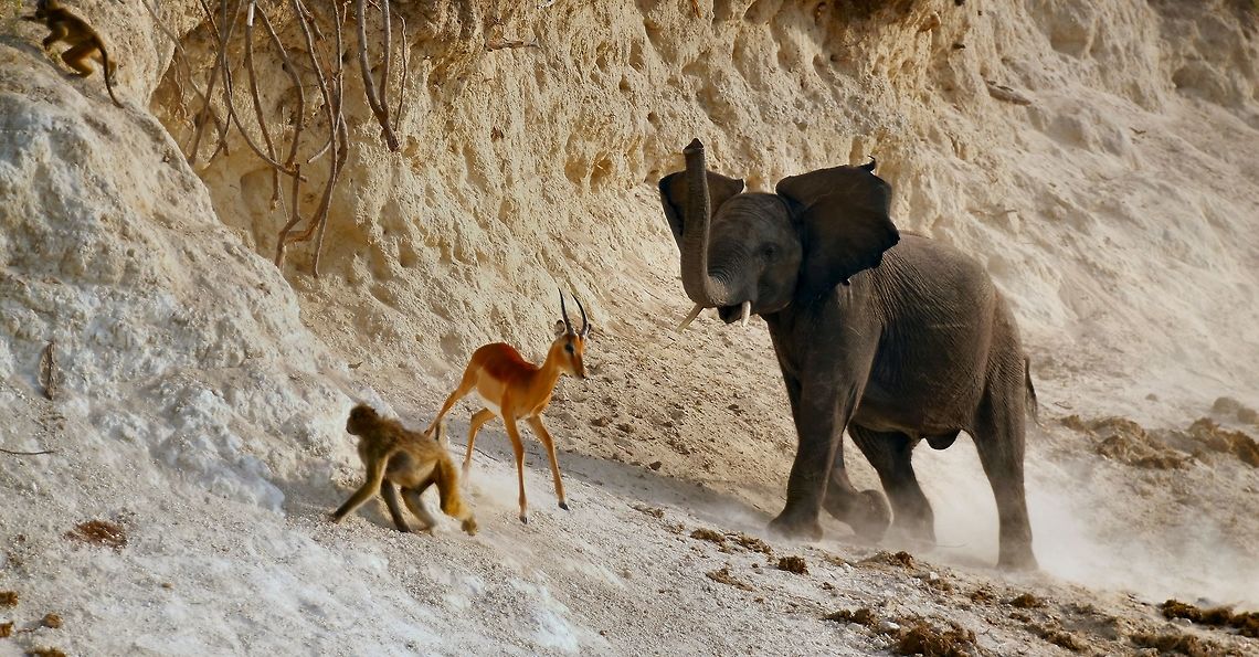 Species interaction on the chobe river It's well known that baboon and impala often feed together, each adding extra security to the other. At this salt lick on the banks of the chobe river they didn't see the stroppy young bull approaching until the last moment. African bush elephant,Botswana,Geotagged,Loxodonta africana,babbon,botswana,chobe river,elephant,impala,namibia