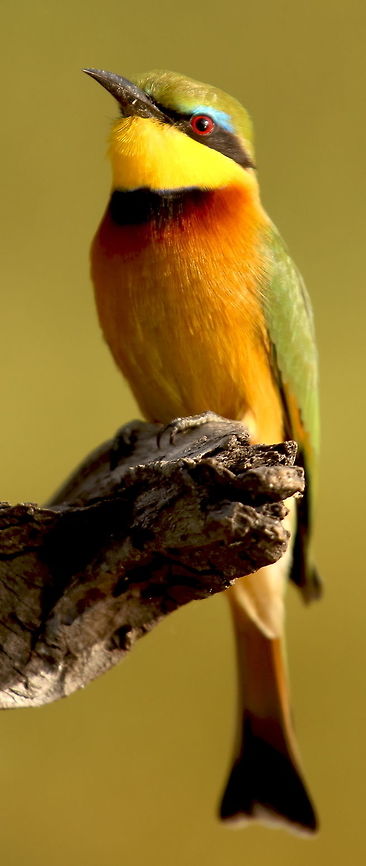 little_bee_eater got lucky with this little bird in failing light on the banks of the Chobe Geotagged,Little Bee-eater,Merops pusillus,Namibia