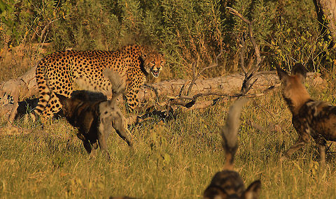 cat and dog stand off A lot of noise, but no real intent. The dogs (19 in all) just wanted the competition off their patch and the cheetah, a mother with three 18 month female cubs, were looking for peace and quit. Acinonyx jubatus,Botswana,Cheetah,Geotagged,cheetah,wild dogs