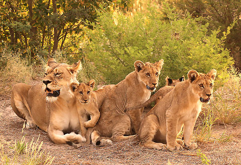 lion mother and aunt If I'd asked they couldn't have posed better! Botswana,Geotagged,Lion,Panthera leo