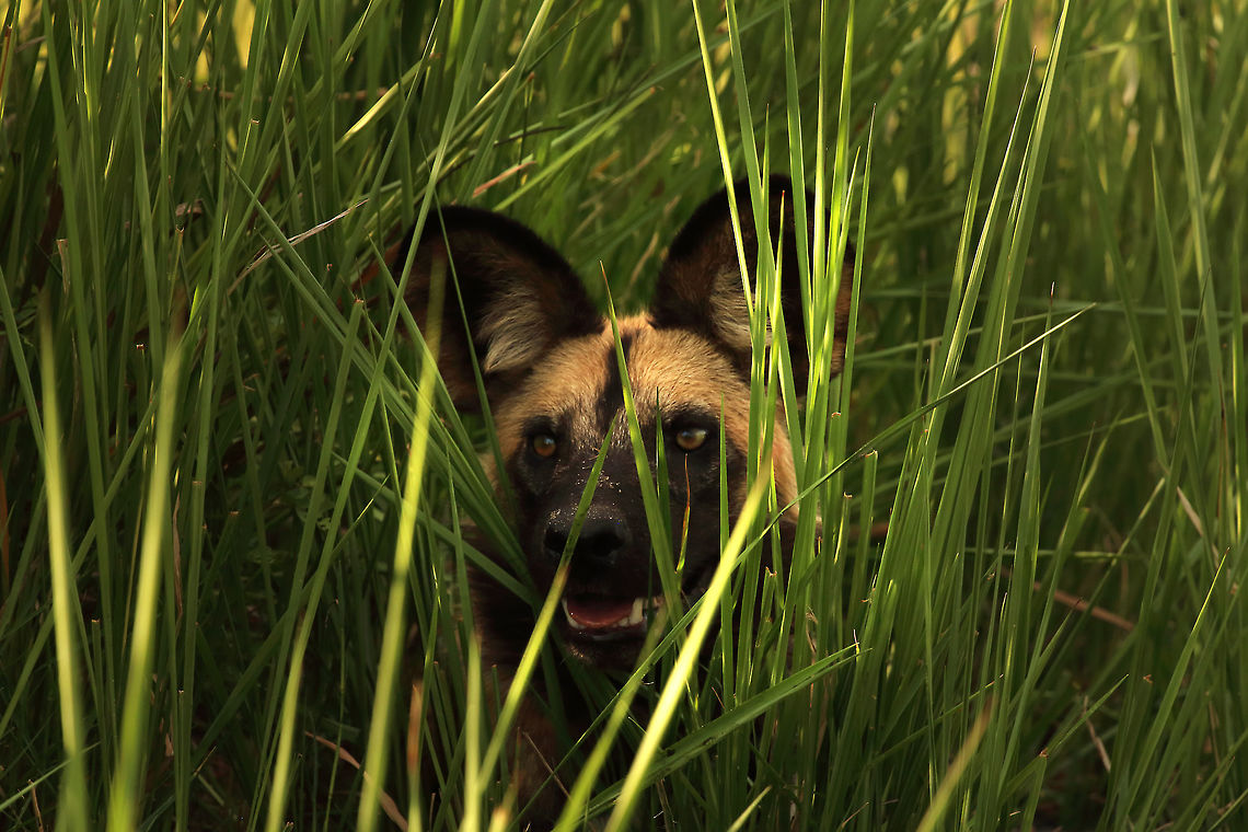 wild dog in the marsh Might be my favourite image of the trip. African wild dog,Lycaon pictus