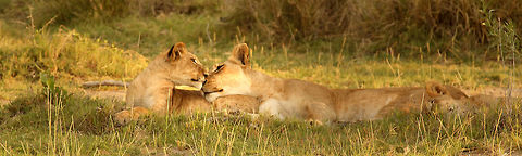 mother_and_child Bit cutesy from the middle of the Okavango Delta Lion,Panthera leo