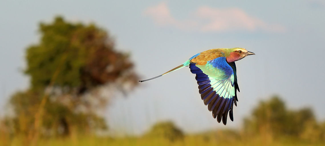 lilac breasted roller finally Botswana,Geotagged,lbr,lilac breasted roller