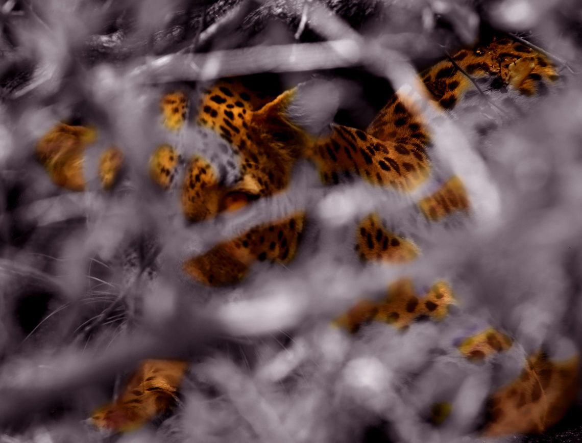 leopard in a thicket bit of an experiment, tried to up the leopard colour and make the undergrowth b/w. Not sue if it works tho&#039;. African Leopard,Panthera pardus pardus