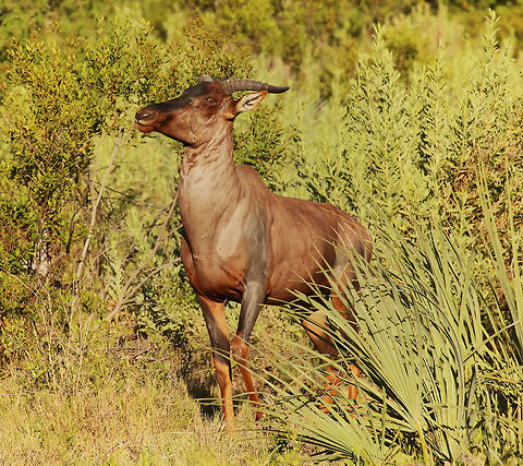 tsessebe These are very shy beasts so I was happy to catch this one actually looking in my direction.
If you look closely at the chest and face you'll see he's had a lucky escape recently. Botswana,Common tsessebe,Damaliscus lunatus,Geotagged