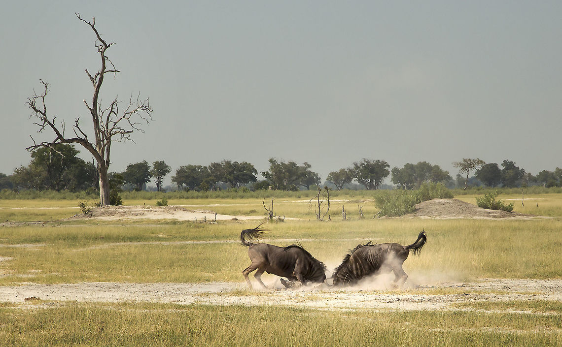 the lonely battle Great to come across this duel in the delta. Blue wildebeest,Botswana,Connochaetes taurinus,Geotagged
