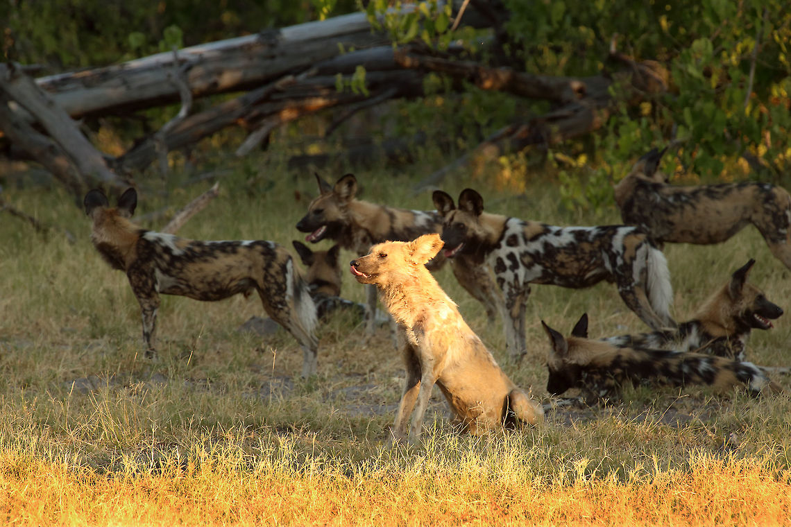 The alpha female takes the spotlight  African wild dog,Geotagged,Lycaon pictus,Namibia,Summer