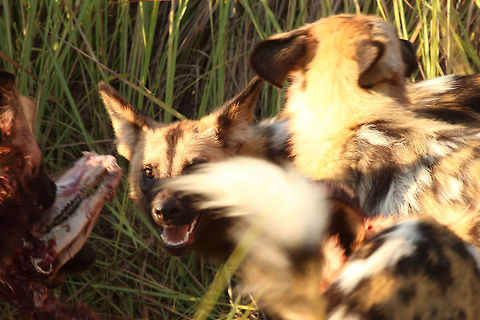 in_at_the_kill trying to capture the action at the heart of a kill. The second, unfortunate, species is an impala. African wild dog,Lycaon pictus