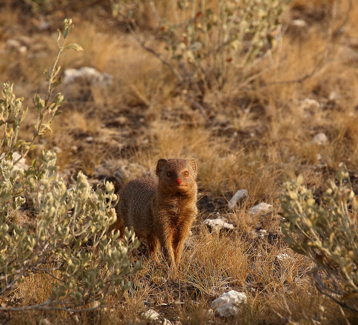 slender mongoose A busy little chap in the Kalahari Botswana,Galerella sanguinea,Geotagged,Slender mongoose