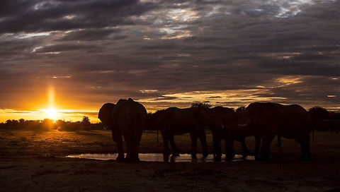 eli_sundowners Watching the sun go down in the Kalahari African bush elephant,Botswana,Geotagged,Loxodonta africana