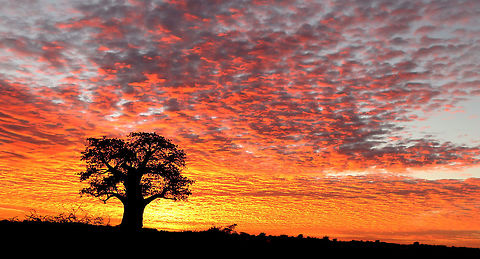 dawn_baobab Start of the golden hour in the Kalahari Botswana,Geotagged,Kalahari,dawn