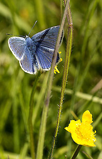 common_blue a lovely spring day on rodborough common Common Blue,Geotagged,Polyommatus icarus,Spring,United Kingdom