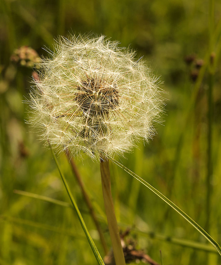 dandelion_clock  Common dandelion,Geotagged,Spring,Taraxacum officinale,United Kingdom