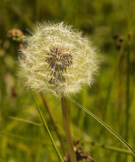 dandelion_clock  Common dandelion,Geotagged,Spring,Taraxacum officinale,United Kingdom