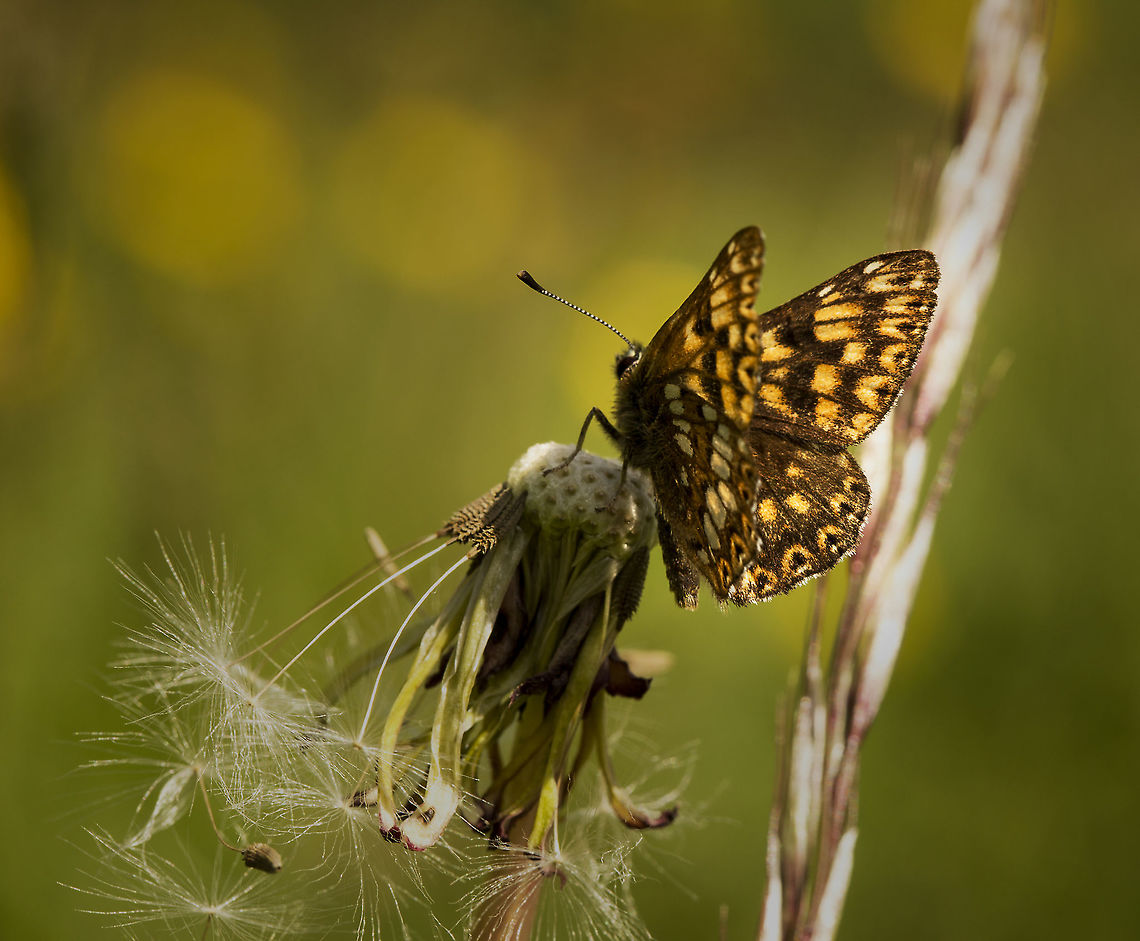 duke of burgandy butterfly an increasingly rare species, still reliable in some locations Duke of Burgundy,Hamearis lucina