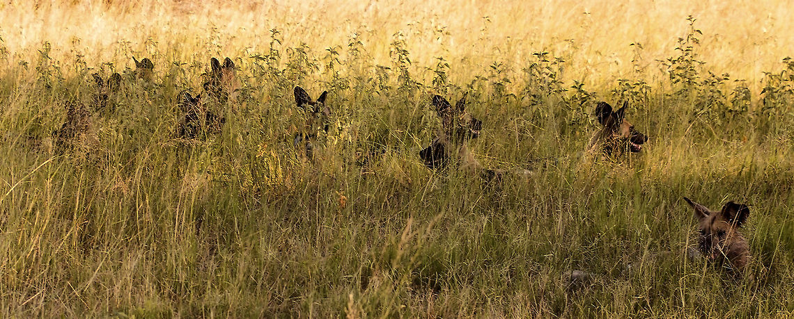 wild dogs getting ready to hunt If you&#039;re an impala this is not what you want to see. African wild dog,Botswana,Geotagged,Lycaon pictus,africa,ready to hunt,towards the end of the day,wild dogs