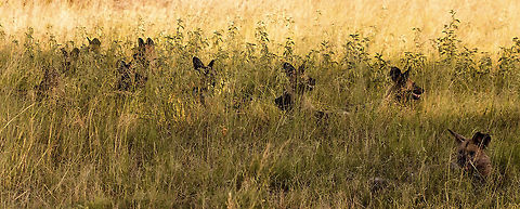 wild dogs getting ready to hunt If you're an impala this is not what you want to see. African wild dog,Botswana,Geotagged,Lycaon pictus,africa,ready to hunt,towards the end of the day,wild dogs