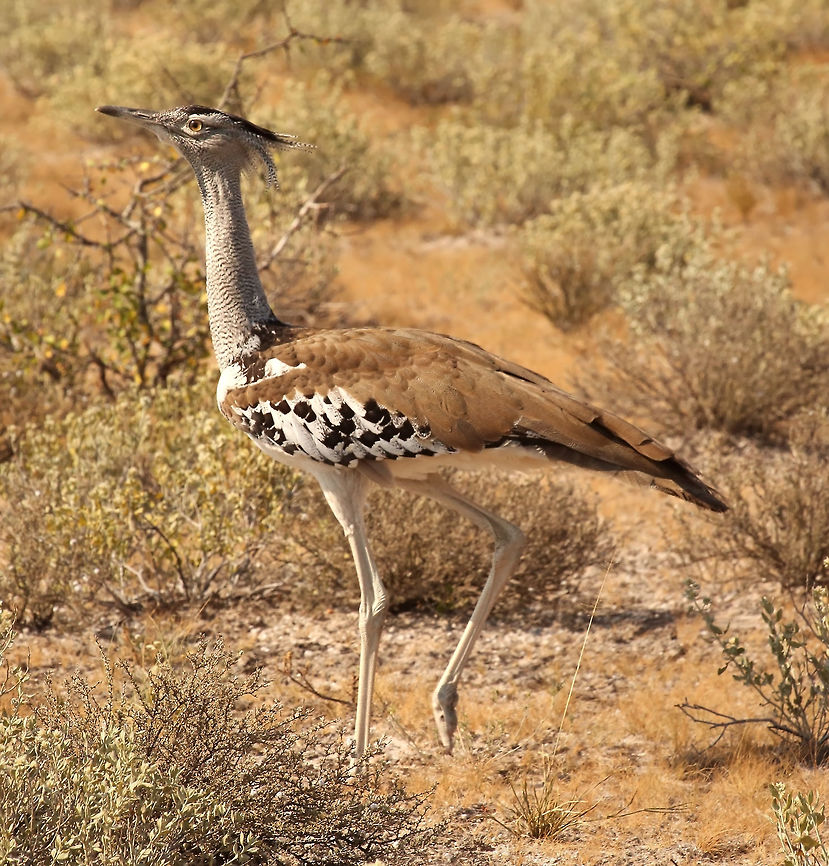 kori bustard A nice kori bustard in the Kalahari Ardeotis kori,Kori bustard