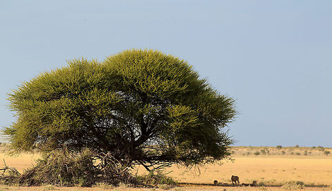 cheetah find the shade Things are hotting up in the Kalahari, time to find the shade for this Cheetah family Acinonyx jubatus,Cheetah