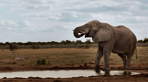 elephant at the waterhole first and happiest elephant at the bar African bush elephant,Loxodonta africana
