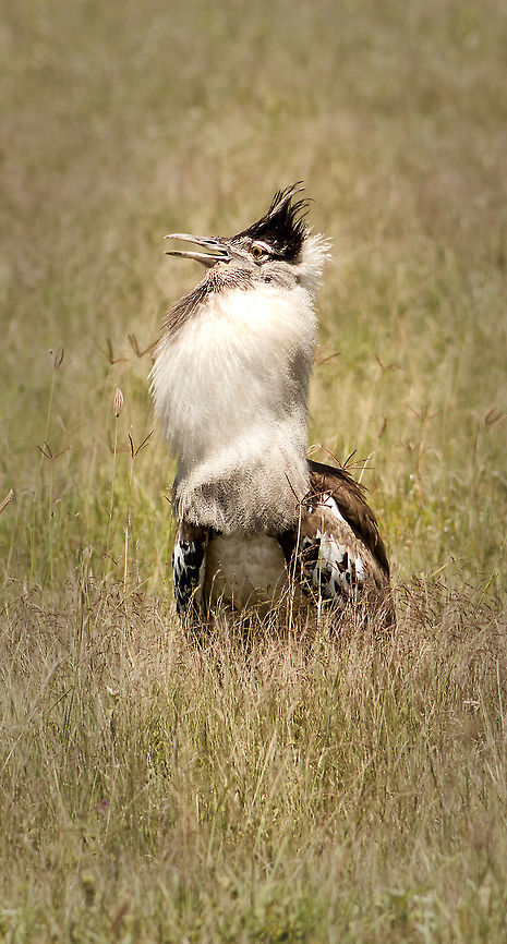 male kori booming Male Kori bustard dispaying in the Ngorongoro crater Ardeotis kori,Kori bustard,Tanzania,africa,bird,bustard