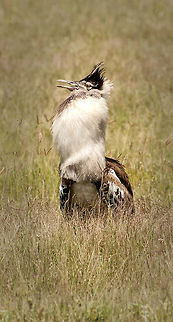 male kori booming Male Kori bustard dispaying in the Ngorongoro crater Ardeotis kori,Kori bustard,Tanzania,africa,bird,bustard
