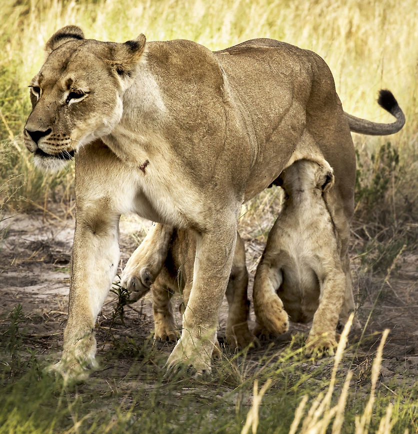 milk on the move, lioness and cubs Hungry cubs welcome mum home Africa,Lion,Panthera leo,botswana,cubs,kalahari,young