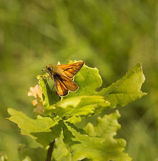 Large Skipper  Geotagged,Large Skipper,Ochlodes sylvanus,Summer,United Kingdom