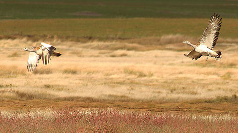 great_bustard_flying Two of the worlds heaviest flying birds getting off the ground Geotagged,Great bustard,Otis tarda,Spain