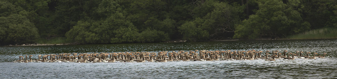 pinkfoot_raft_on_ullswater These birds were in moult and there were several large rafts on Ullswater this June (2015) Anser anser,Anser brachyrhynchus,Geotagged,Greylag goose,Pink-footed goose,Summer,United Kingdom