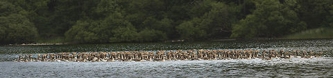pinkfoot_raft_on_ullswater These birds were in moult and there were several large rafts on Ullswater this June (2015) Anser anser,Anser brachyrhynchus,Geotagged,Greylag goose,Pink-footed goose,Summer,United Kingdom