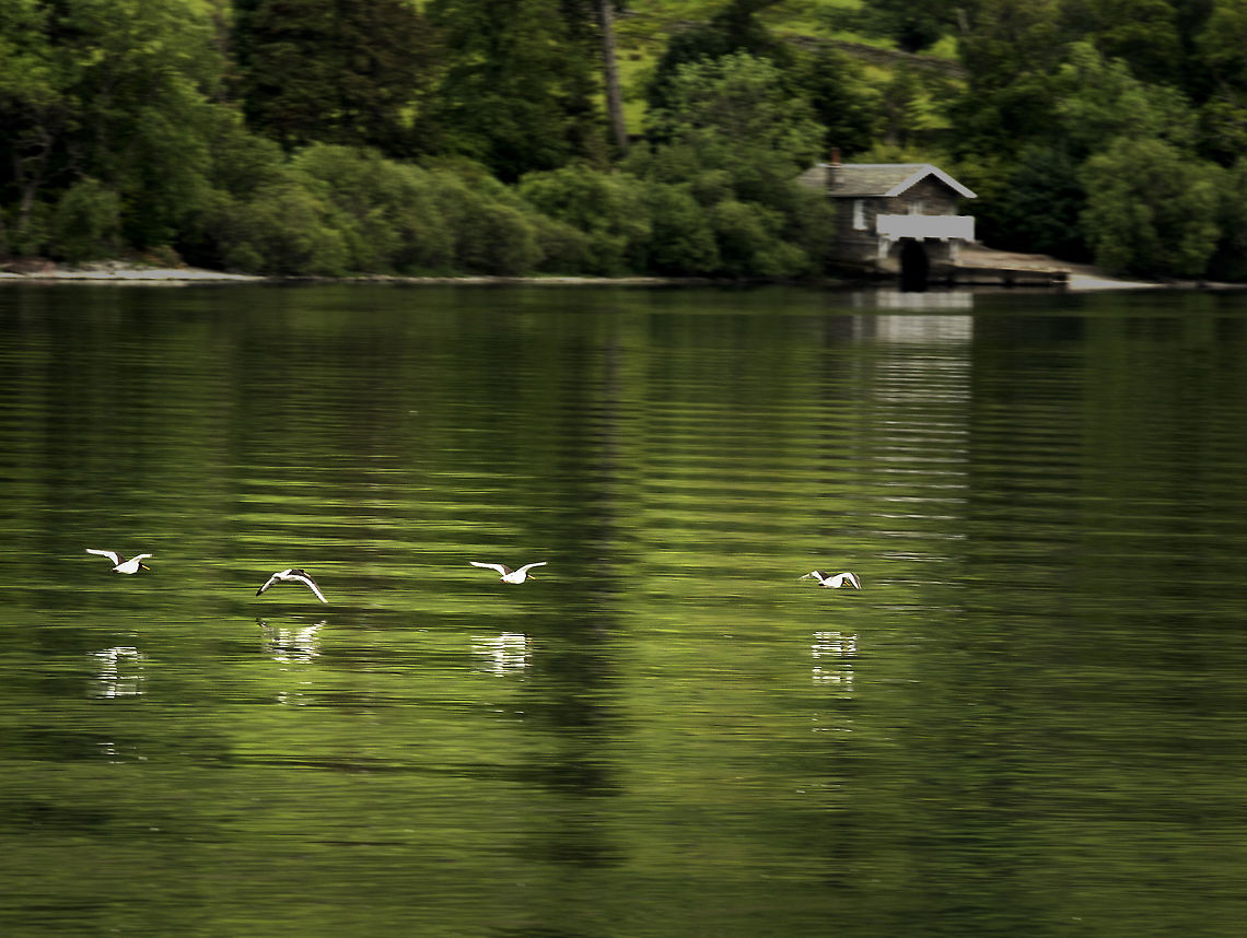 oyster_catchers_in flight A quick shot as this flight of oystercatchers skimmed over Ullswater Eurasian oystercatcher,Geotagged,Haematopus ostralegus,Summer,United Kingdom