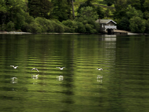 oyster_catchers_in flight A quick shot as this flight of oystercatchers skimmed over Ullswater Eurasian oystercatcher,Geotagged,Haematopus ostralegus,Summer,United Kingdom