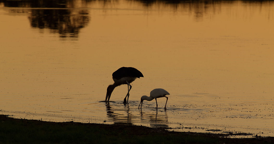 maribou_and_spoonbill A nice peaceful morning in the Okavango Delta Eurasian Spoonbill,Platalea leucorodia