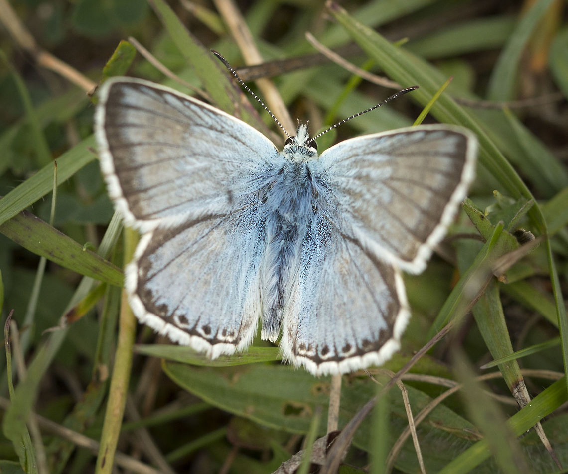 chalkhill_blue_1  Geotagged,Polyommatus coridon,Summer,United Kingdom,chalkhill blue