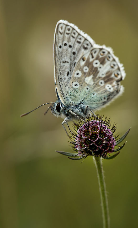 chalkhill_blue_1on_devils_bit_scabious  Geotagged,Polyommatus coridon,Summer,United Kingdom,chalkhill blue