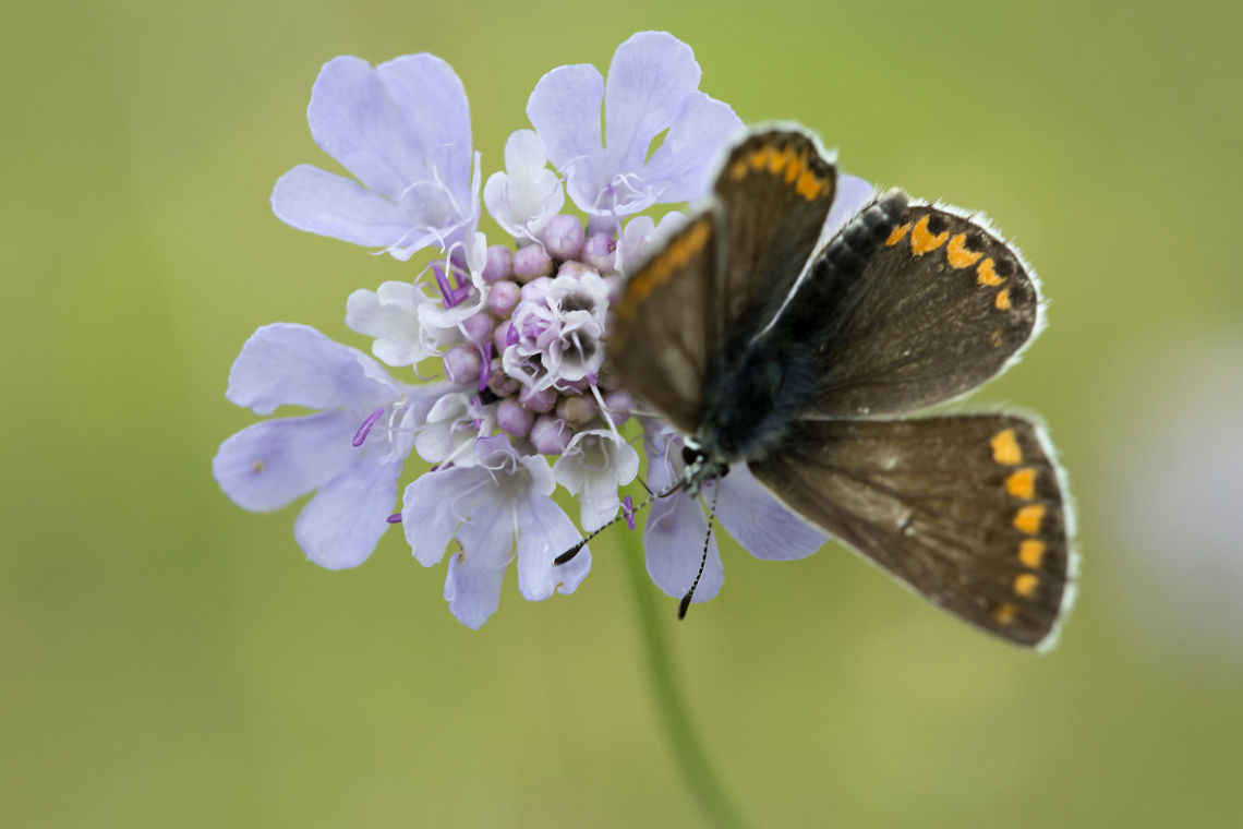 chalkhill blue female on small scabious Small scabious on lime grassland, UK Geotagged,Scabiosa columbaria,Small scabious,Summer,United Kingdom
