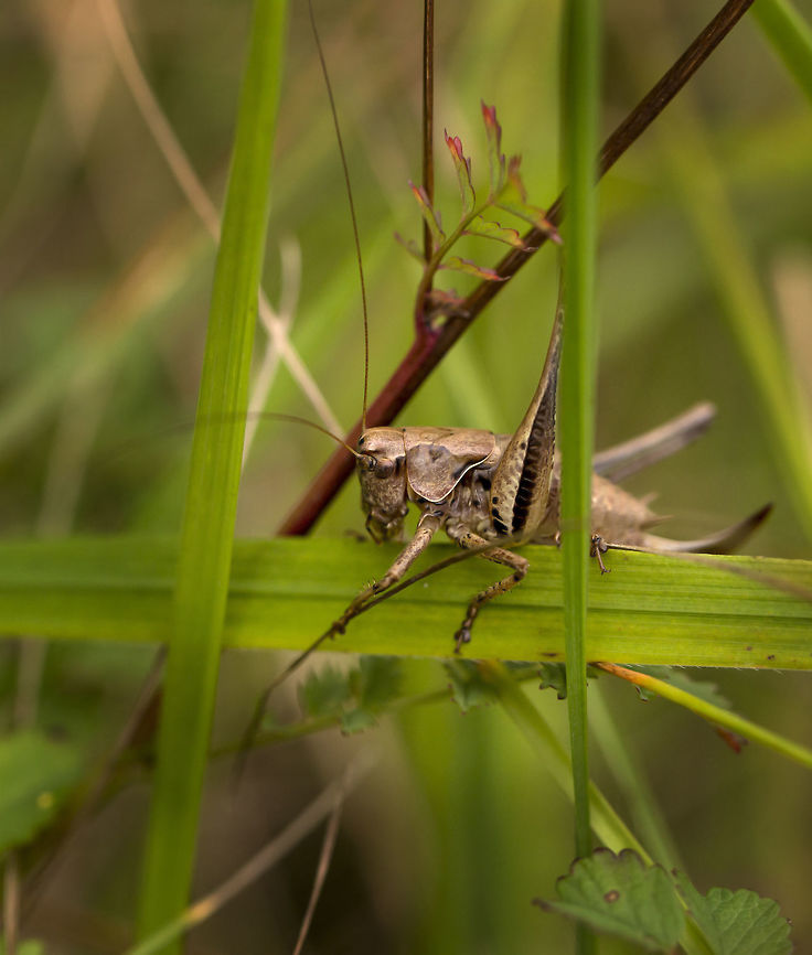 Dark bush cricket female Dark bush cricket on limestone grassland with mainly oak scrub Dark bush-cricket,Pholidoptera griseoaptera